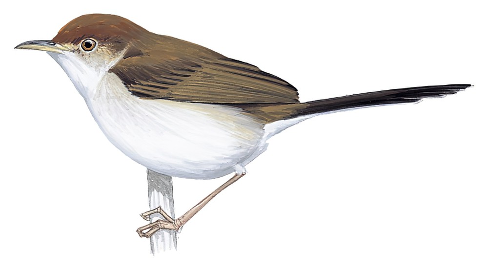 Slender-tailed Cisticola / Cisticola melanurus