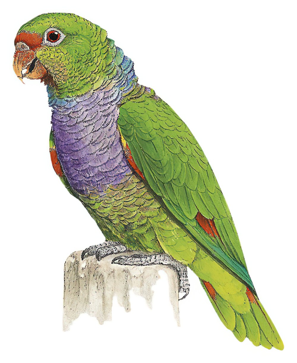 Vinaceous-breasted Parrot / Amazona vinacea