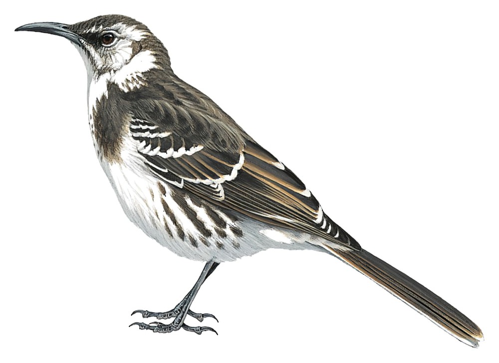 Floreana Mockingbird / Mimus trifasciatus
