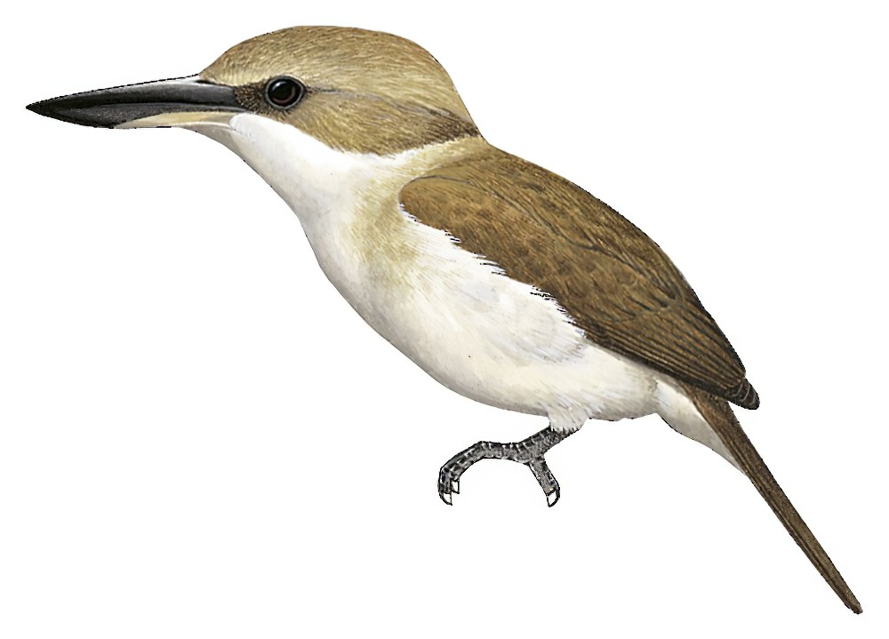 Society Kingfisher / Todiramphus veneratus