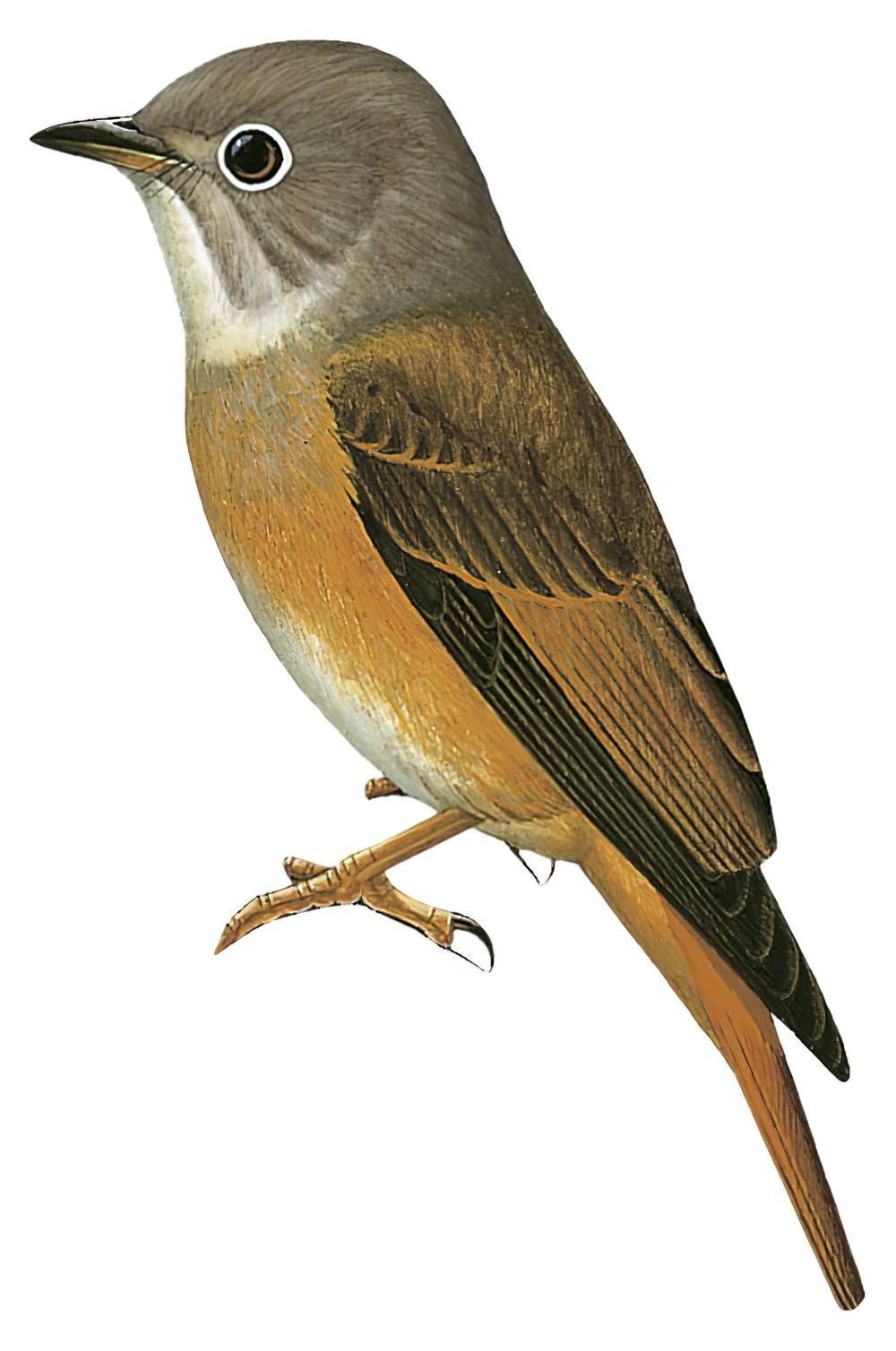 Ferruginous Flycatcher / Muscicapa ferruginea