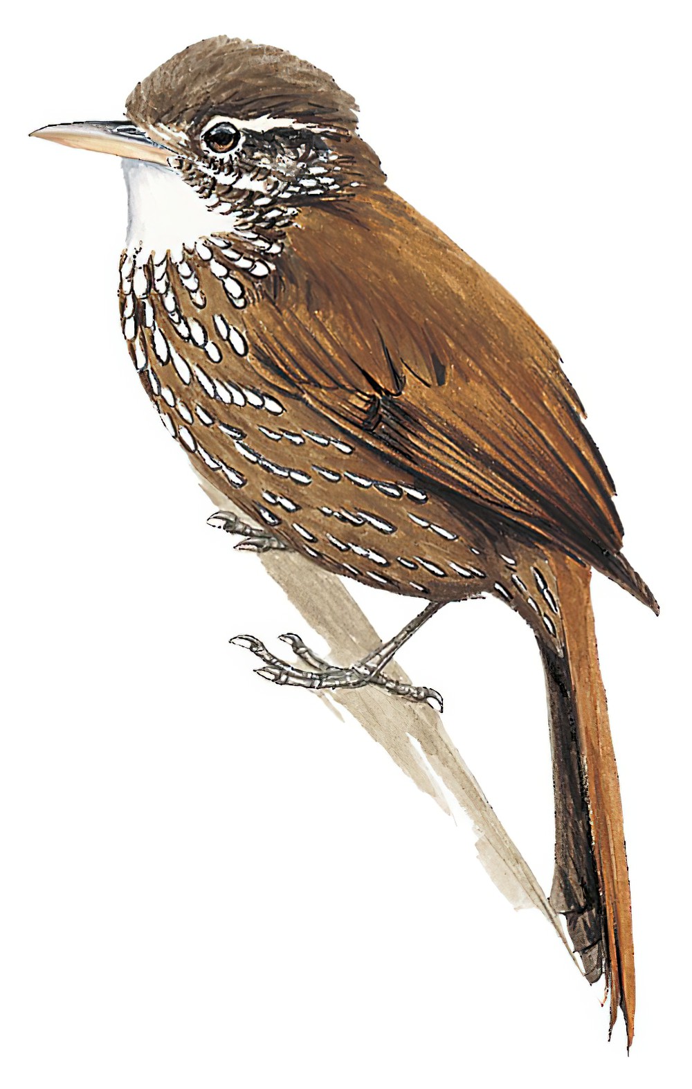 Beautiful Treerunner / Margarornis bellulus – World Bird Names