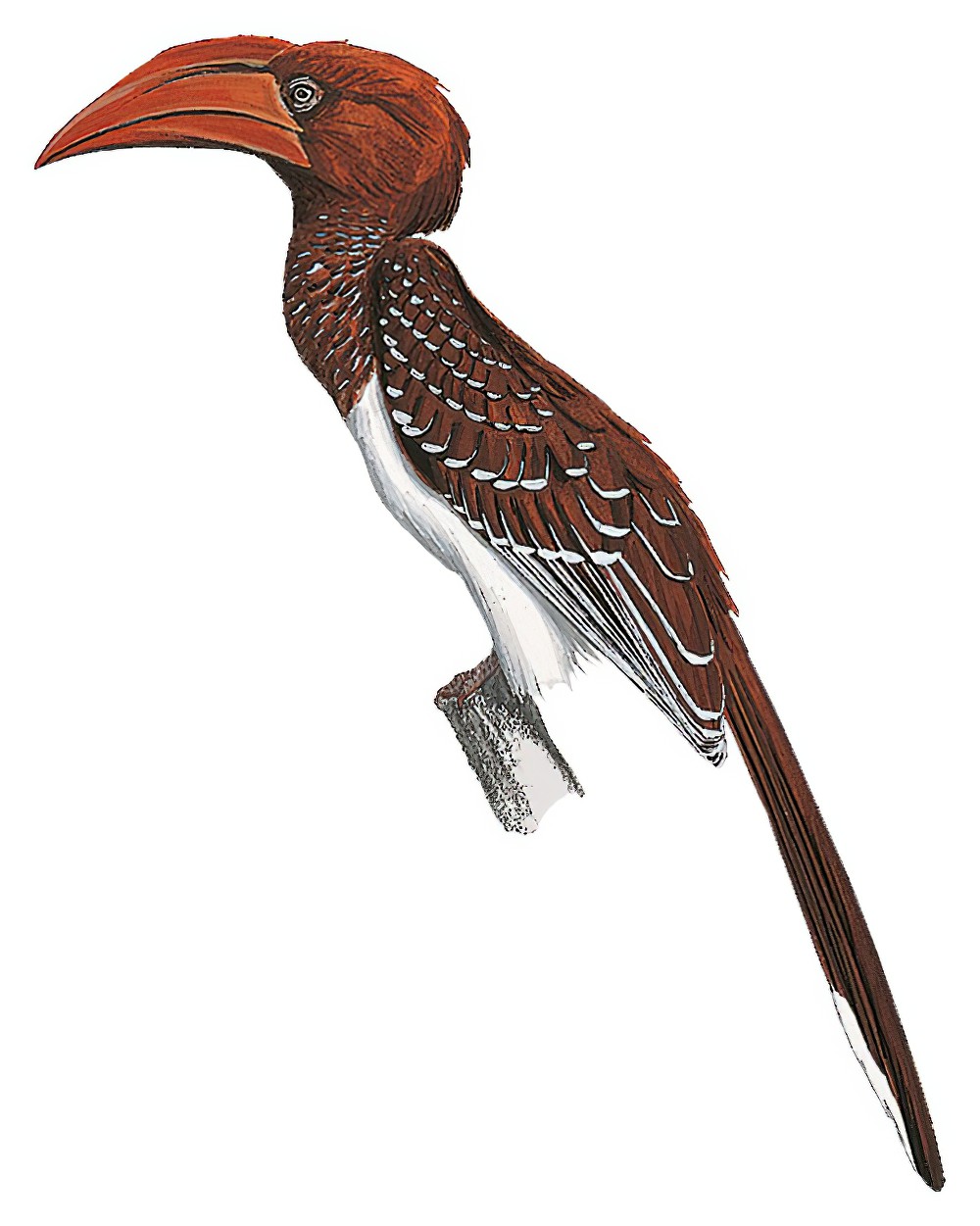 Red-billed Dwarf Hornbill / Lophoceros camurus
