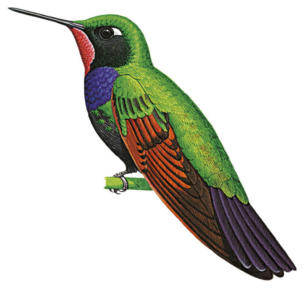 Garnet-throated Hummingbird / Lamprolaima rhami