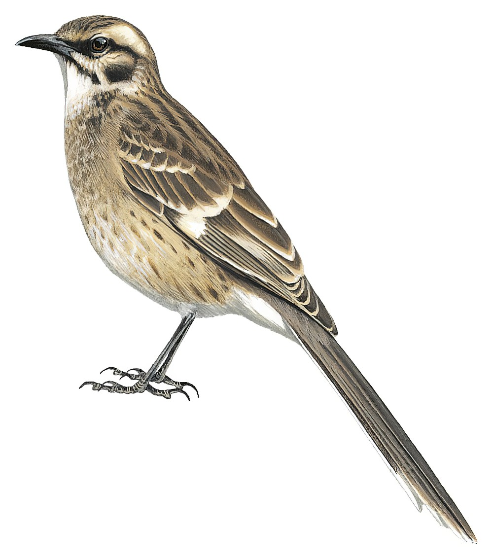Long-tailed Mockingbird / Mimus longicaudatus