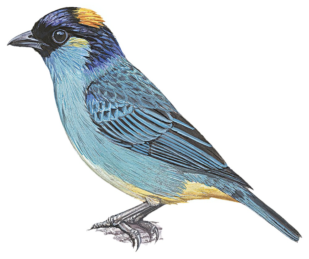 Golden-naped Tanager / Chalcothraupis ruficervix