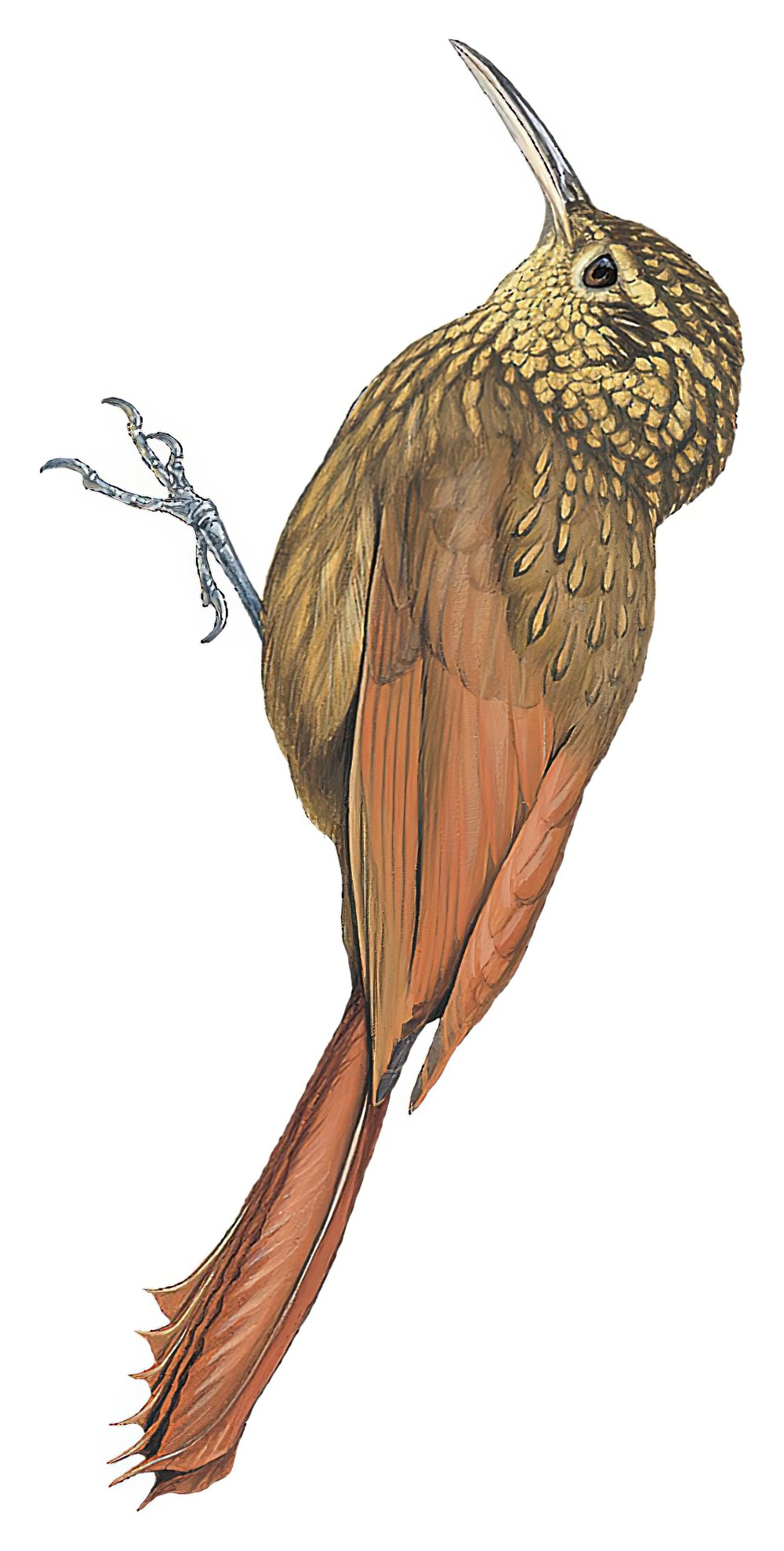 Ceara Woodcreeper / Xiphorhynchus atlanticus