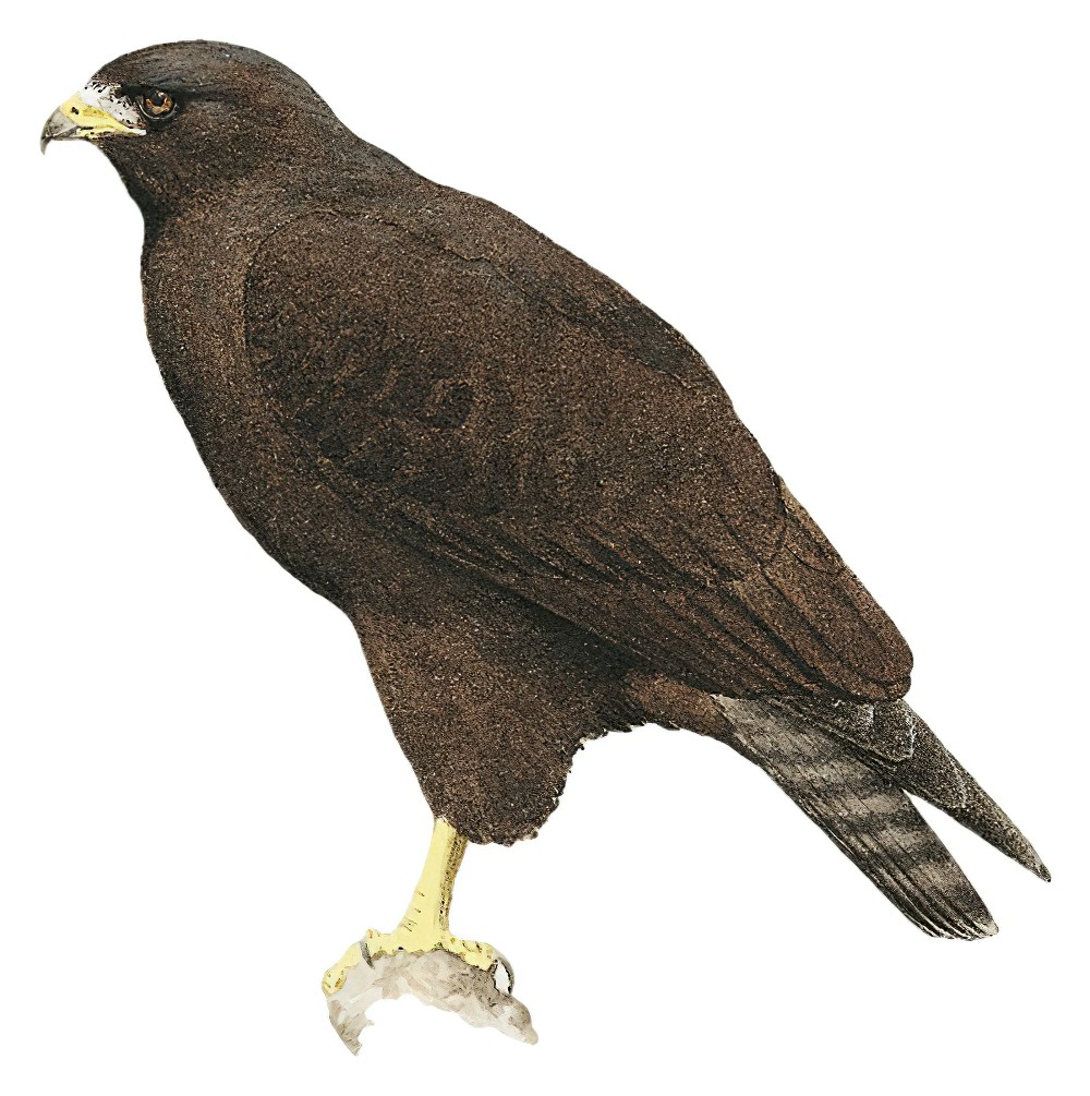 Short-tailed Hawk / Buteo brachyurus