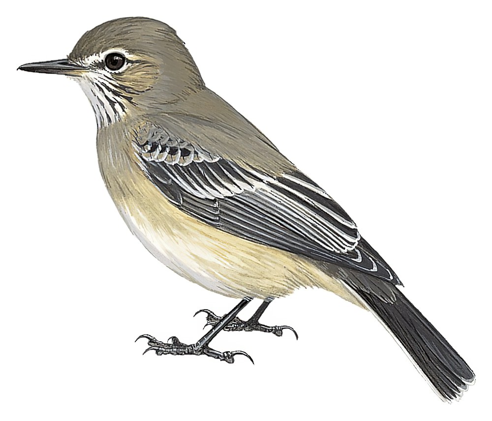 Lesser Shrike-Tyrant / Agriornis murinus