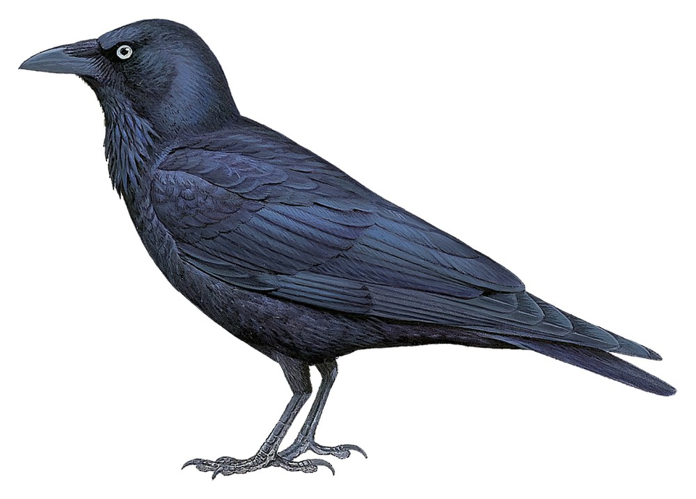 Australian Raven / Corvus coronoides