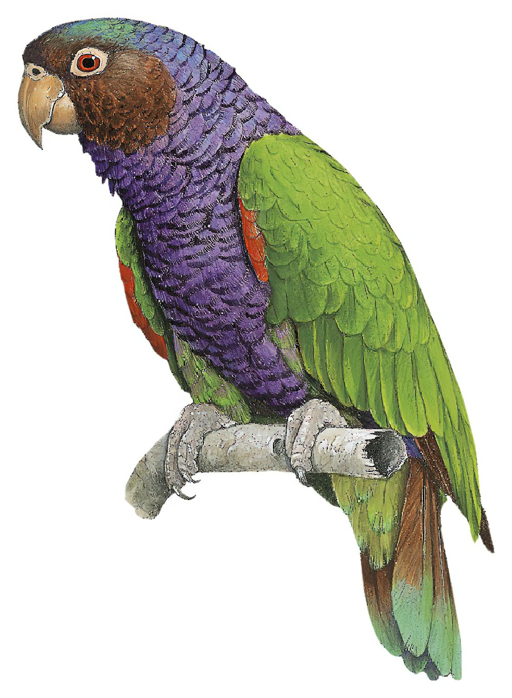 Imperial Parrot / Amazona imperialis