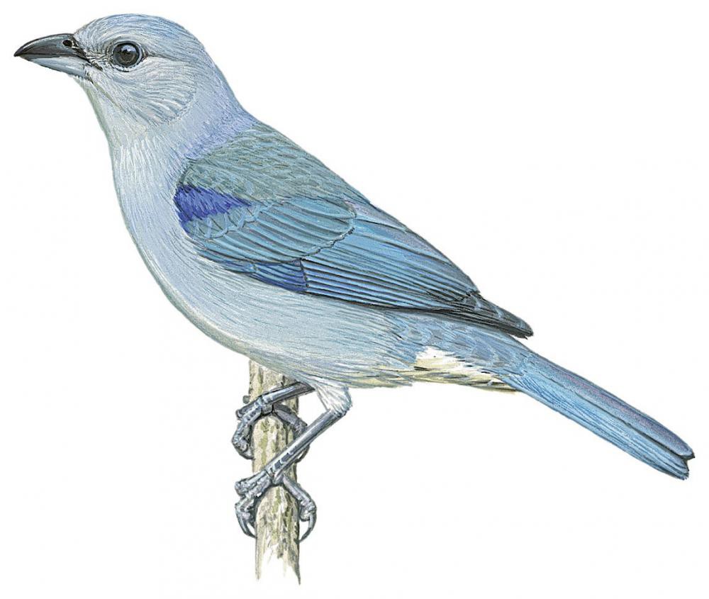 Azure-shouldered Tanager / Thraupis cyanoptera