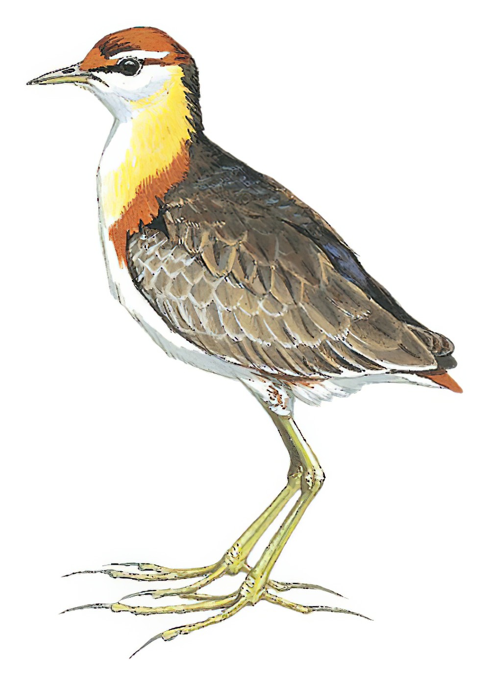 Lesser Jacana / Microparra capensis
