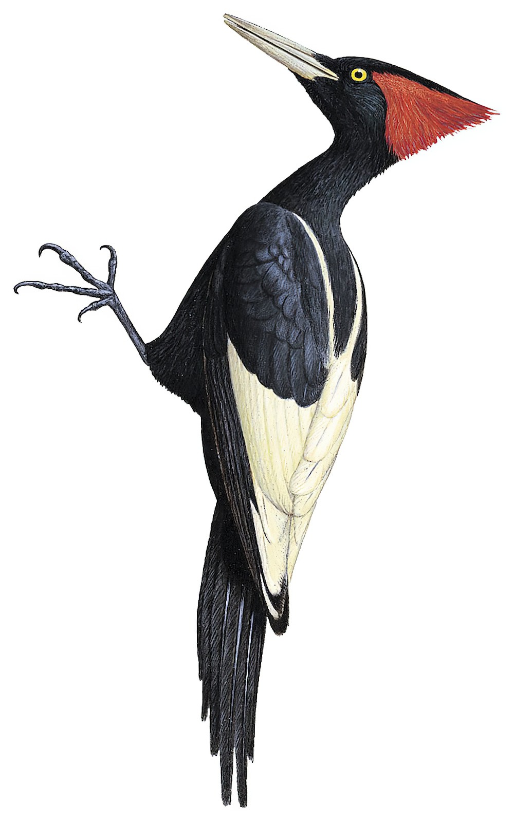 Imperial Woodpecker / Campephilus imperialis