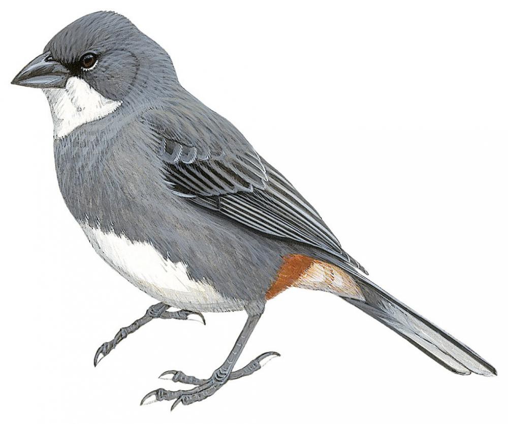 Common Diuca-Finch / Diuca diuca