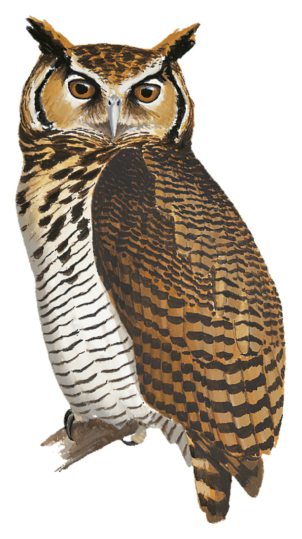 Usambara Eagle-Owl / Bubo vosseleri