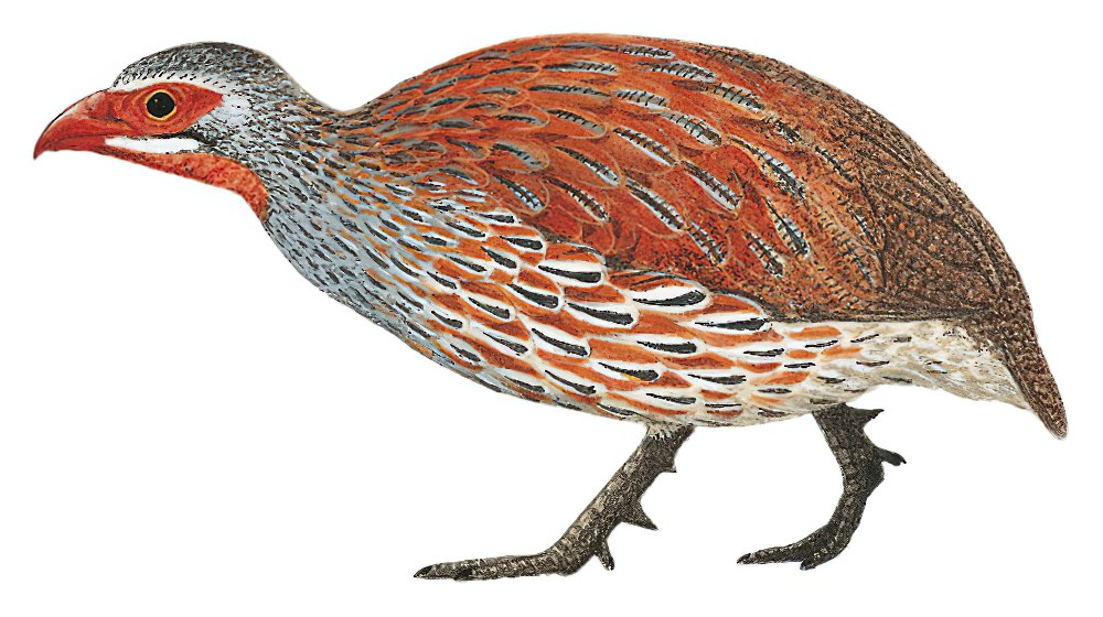 Gray-breasted Francolin / Pternistis rufopictus