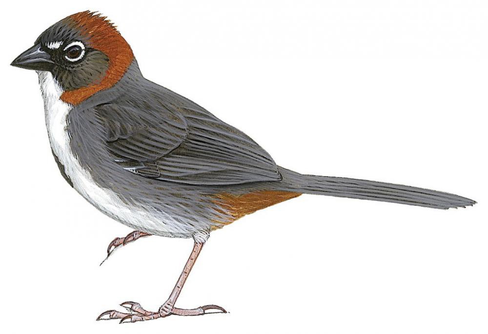 Rusty-crowned Ground-Sparrow / Melozone kieneri