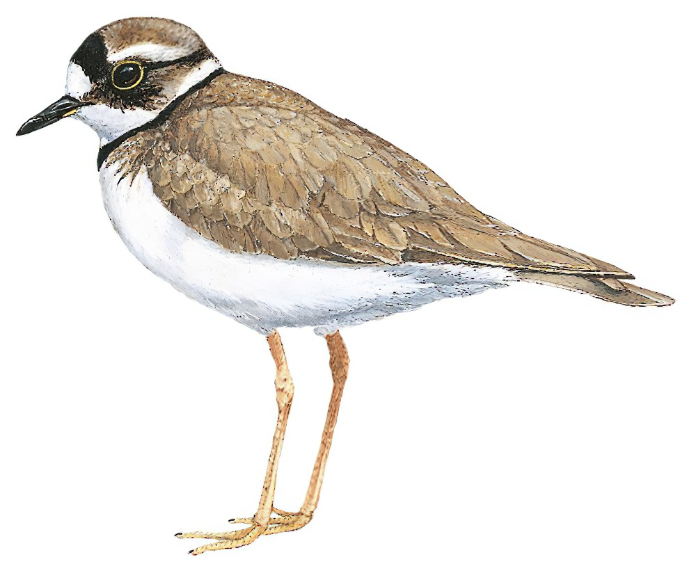 Long-billed Plover / Charadrius placidus