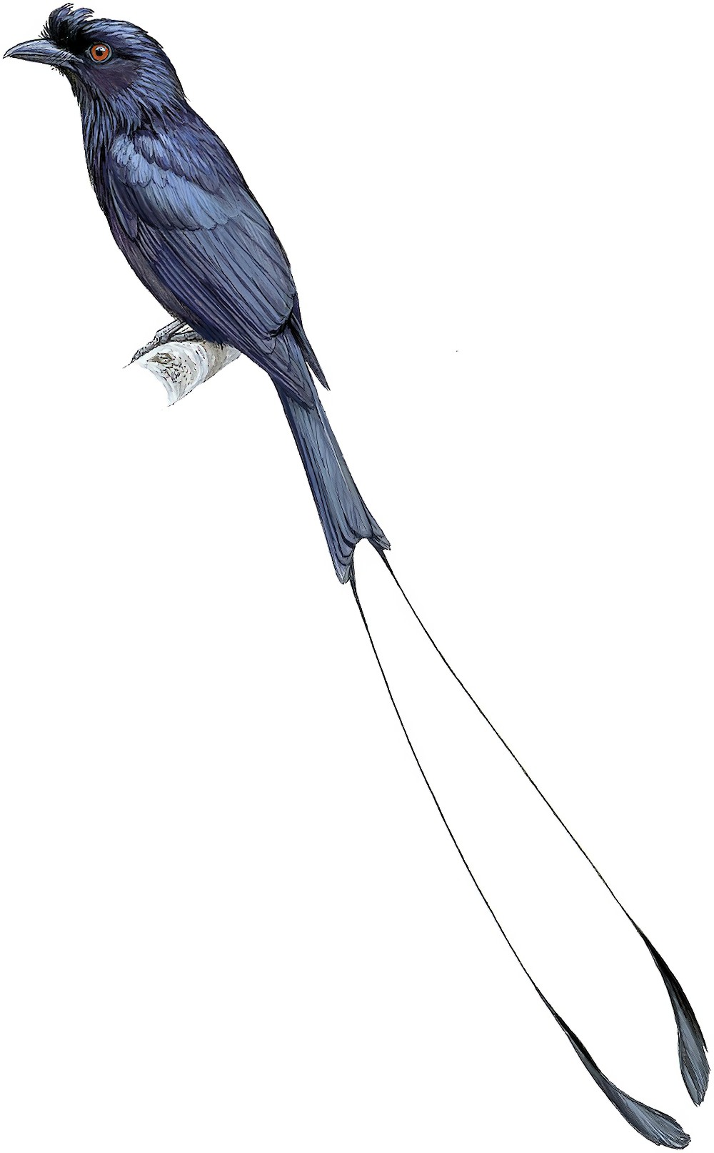 Greater Racket-tailed Drongo / Dicrurus paradiseus