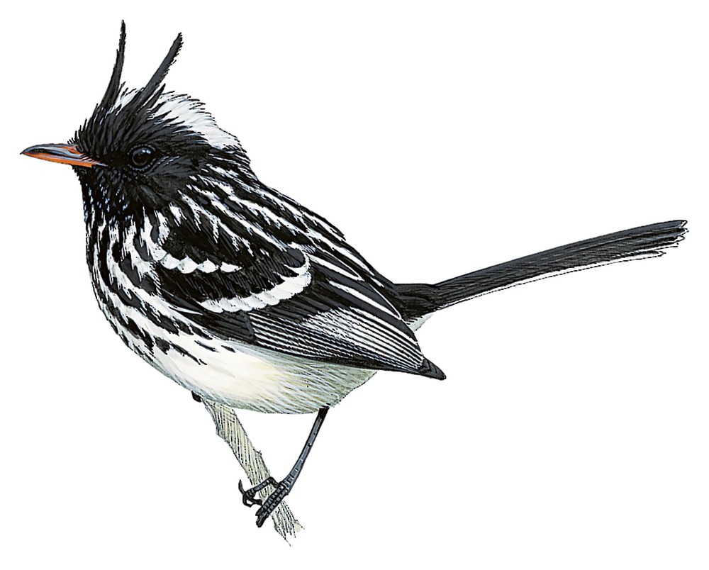 Pied-crested Tit-Tyrant / Anairetes reguloides