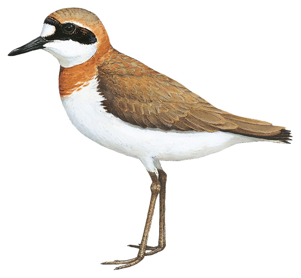 Greater Sand-Plover / Charadrius leschenaultii