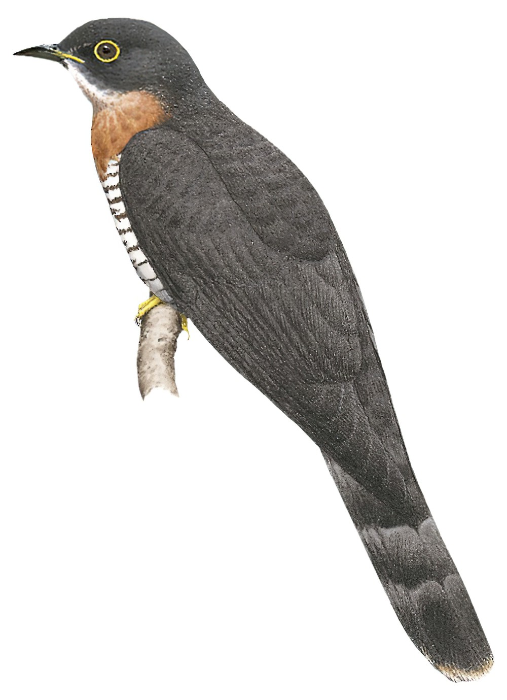 Dark Hawk-Cuckoo / Hierococcyx bocki
