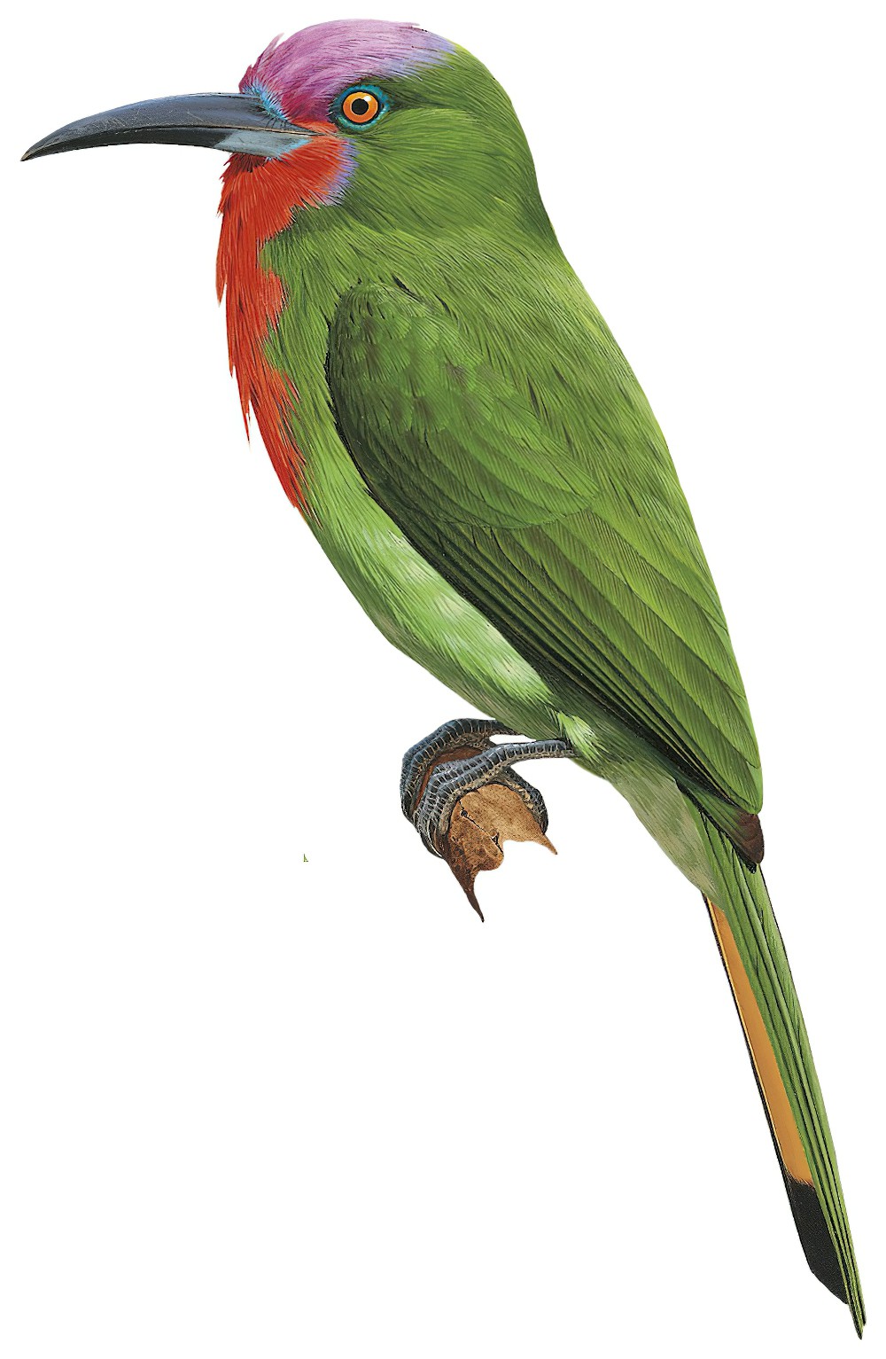 Red-bearded Bee-eater / Nyctyornis amictus