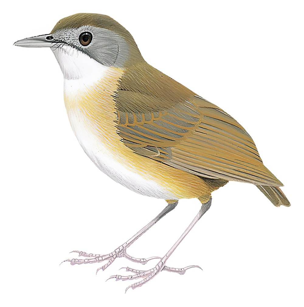 Short-tailed Babbler / Pellorneum malaccense