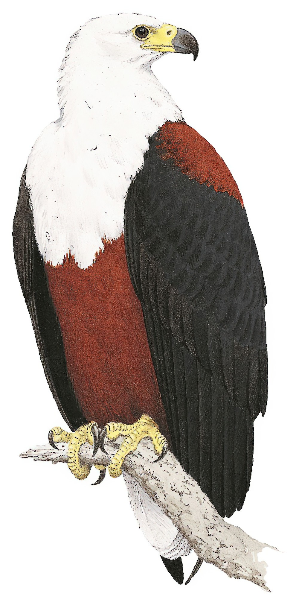 African Fish-Eagle / Haliaeetus vocifer