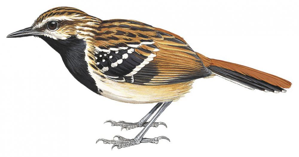 Stripe-backed Antbird / Myrmorchilus strigilatus