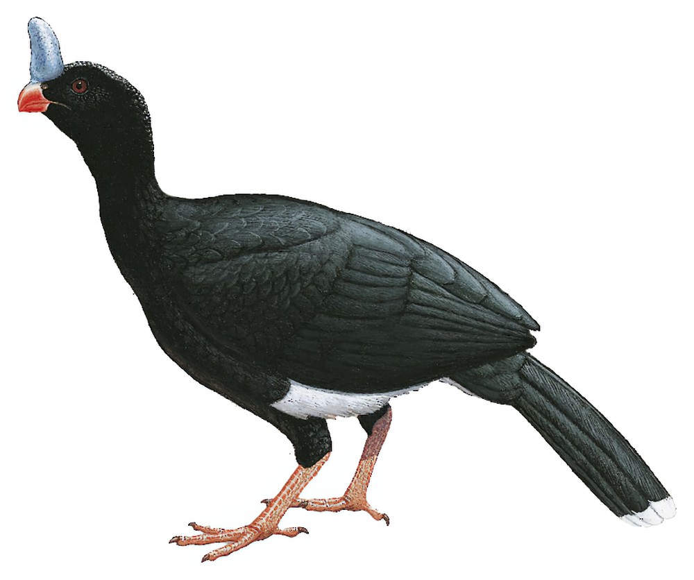 Horned Curassow / Pauxi unicornis