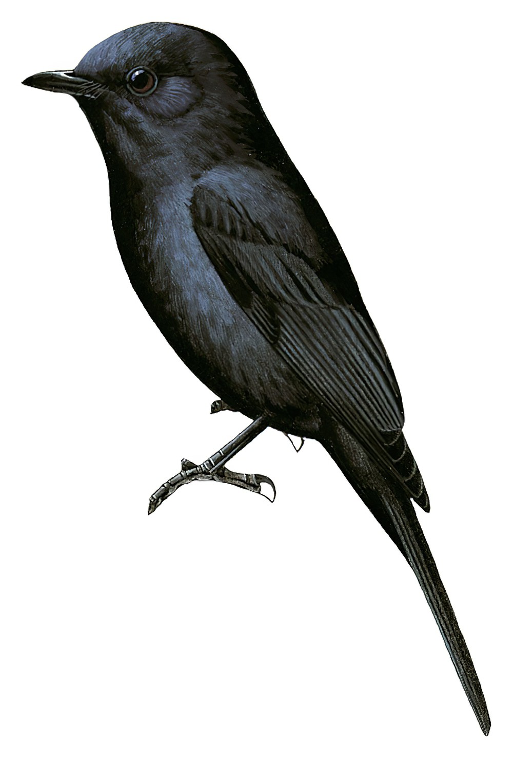 Southern Black-Flycatcher / Melaenornis pammelaina