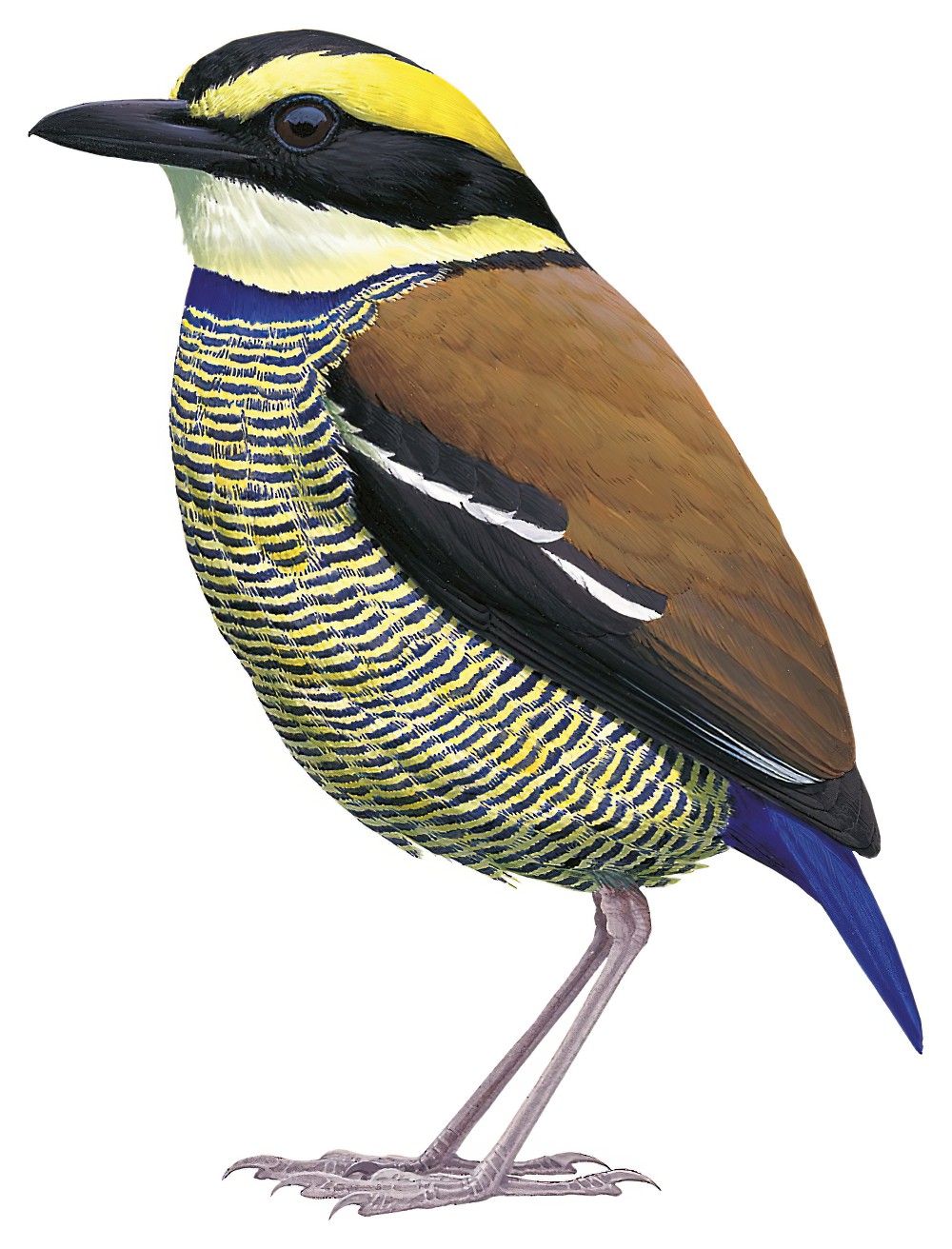 Javan Banded-Pitta / Hydrornis guajanus