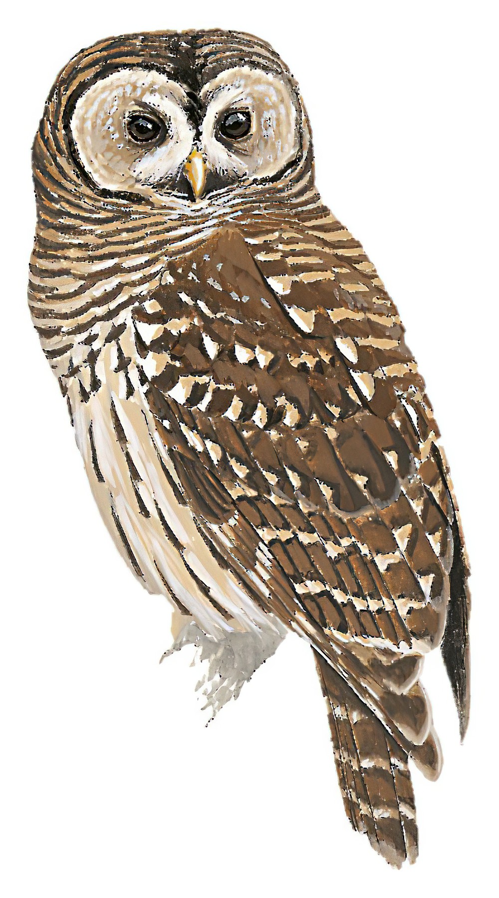Fulvous Owl / Strix fulvescens