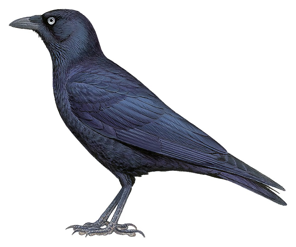 Little Raven / Corvus mellori