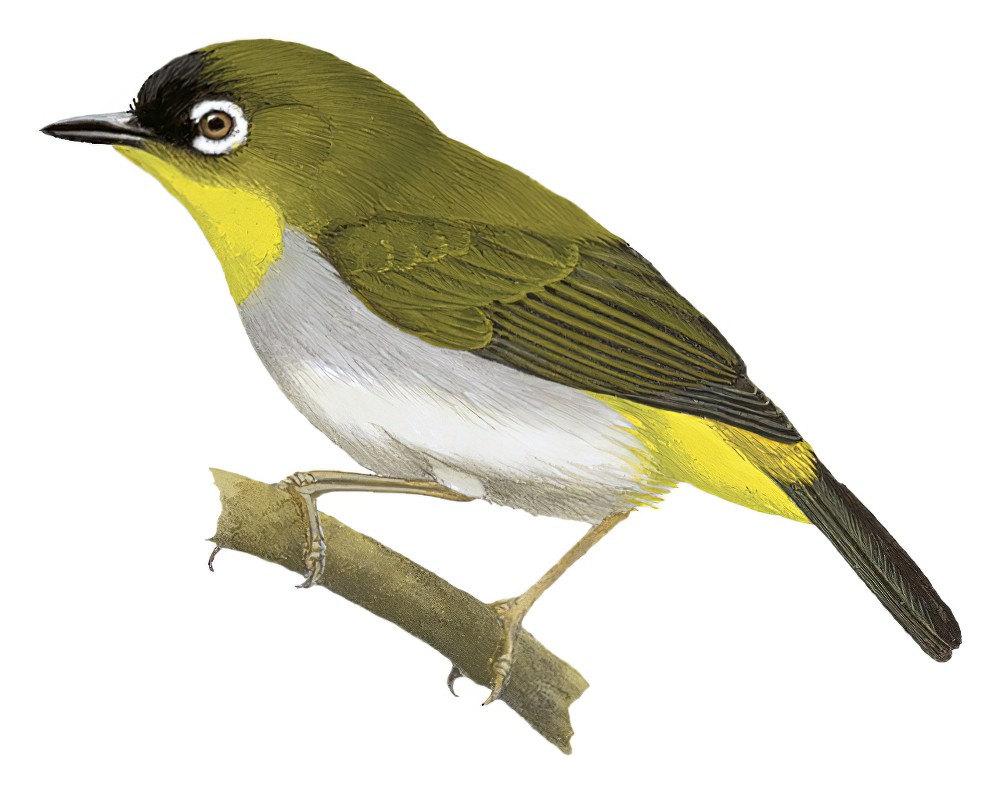Black-crowned White-eye / Zosterops atrifrons