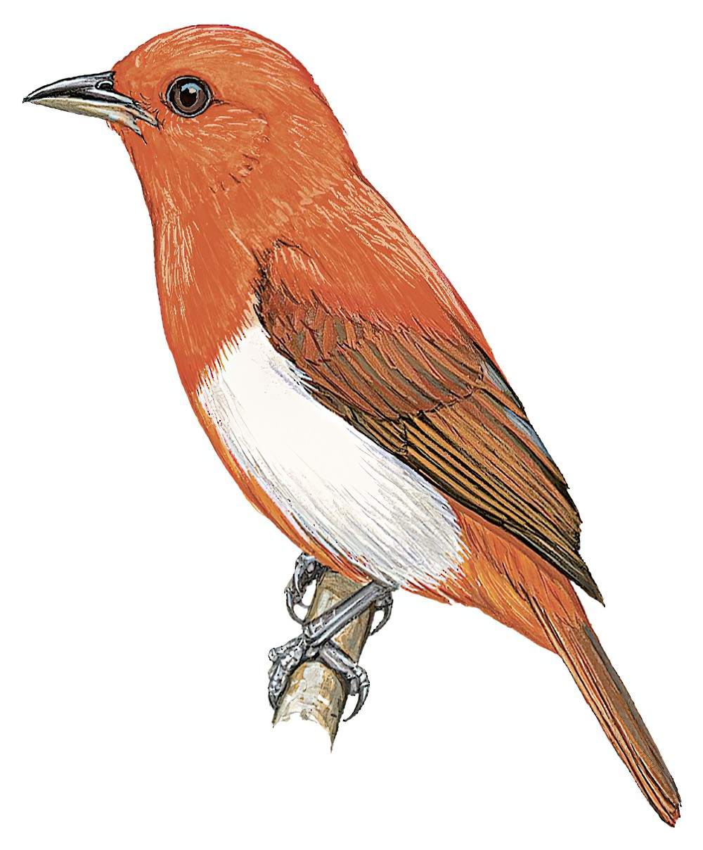 Scarlet-and-white Tanager / Chrysothlypis salmoni