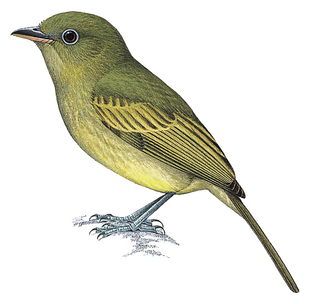Olivaceous Flatbill / Rhynchocyclus olivaceus