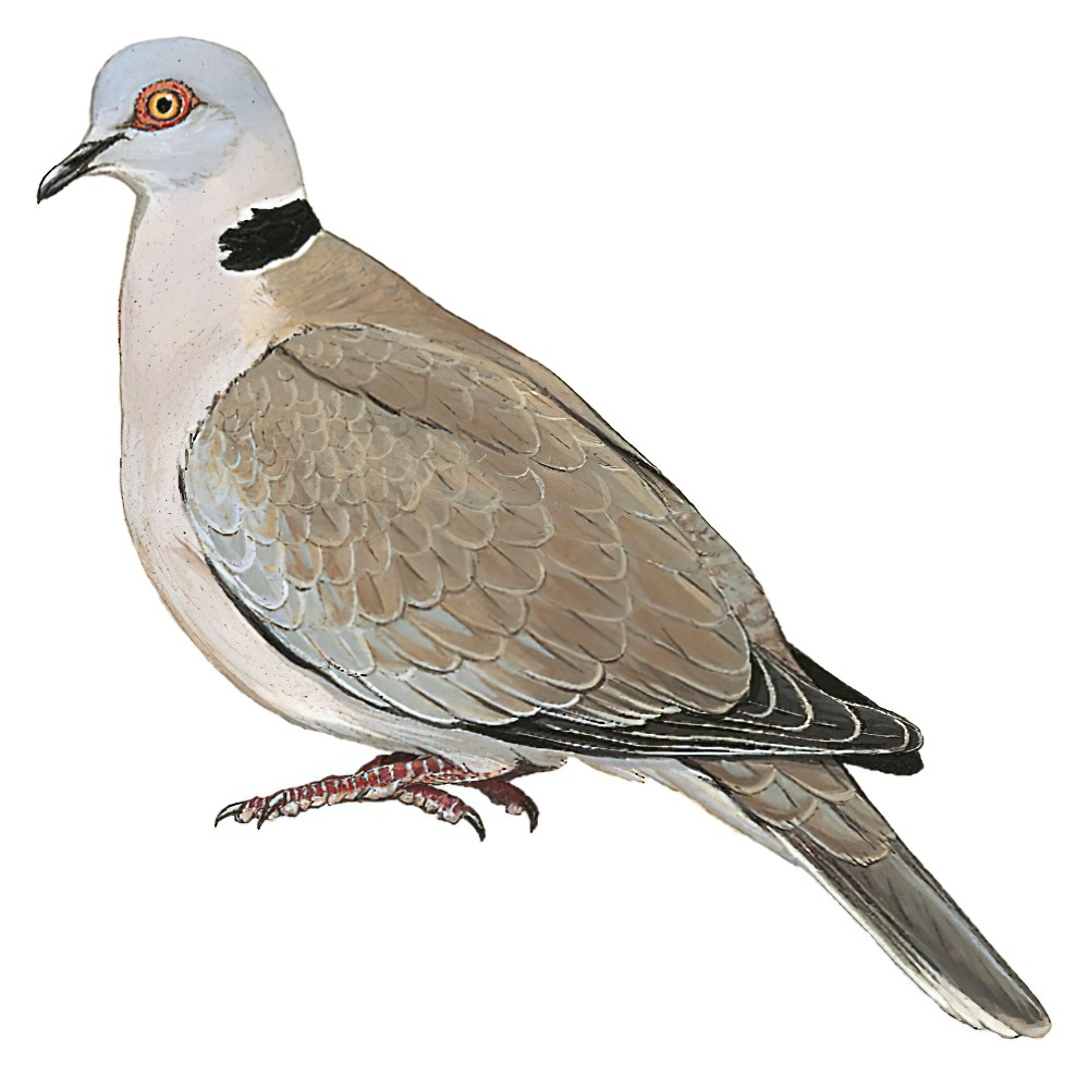Mourning Collared-Dove / Streptopelia decipiens