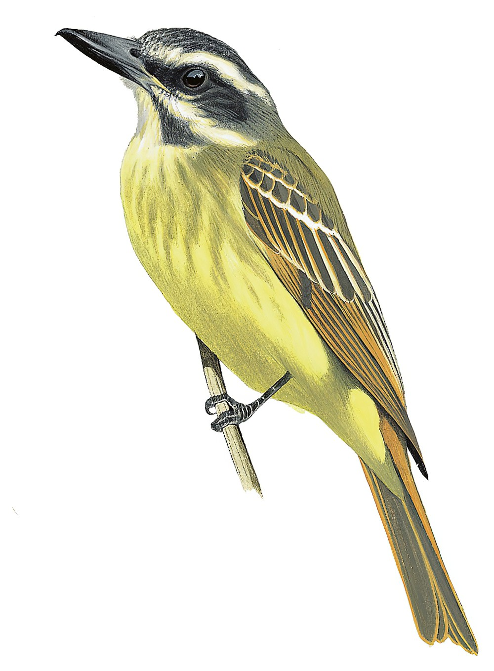 Golden-crowned Flycatcher / Myiodynastes chrysocephalus