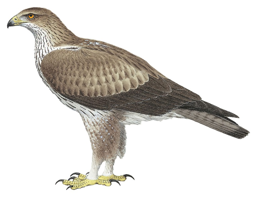 Bonelli\'s Eagle / Aquila fasciata