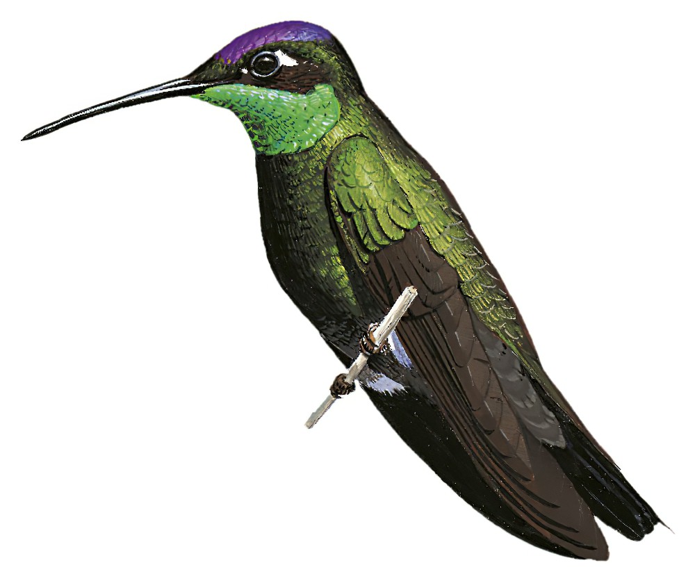Rivoli\'s Hummingbird / Eugenes fulgens