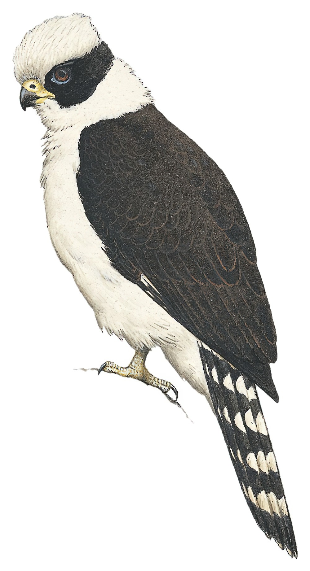Laughing Falcon / Herpetotheres cachinnans