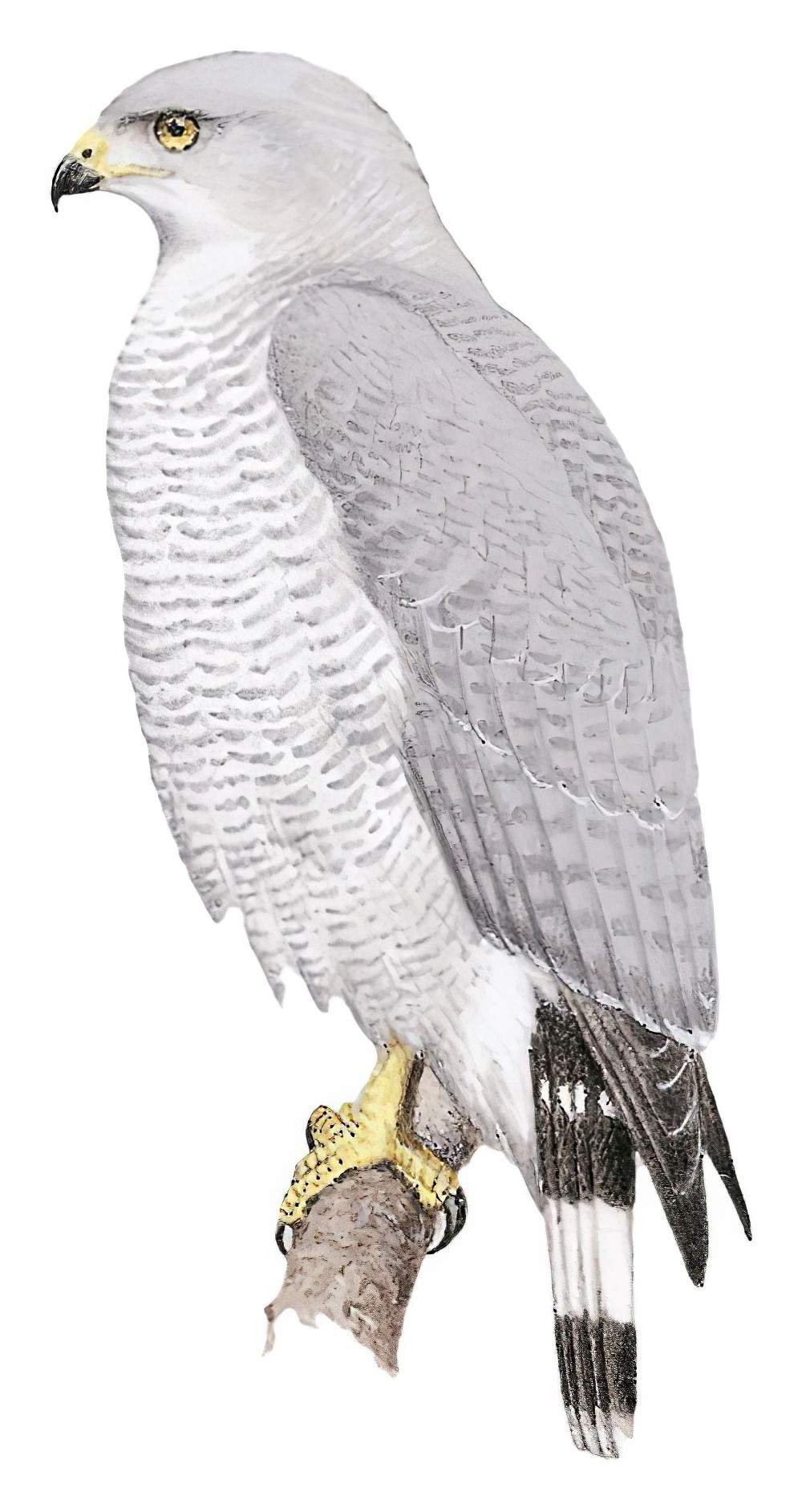Gray-lined Hawk / Buteo nitidus