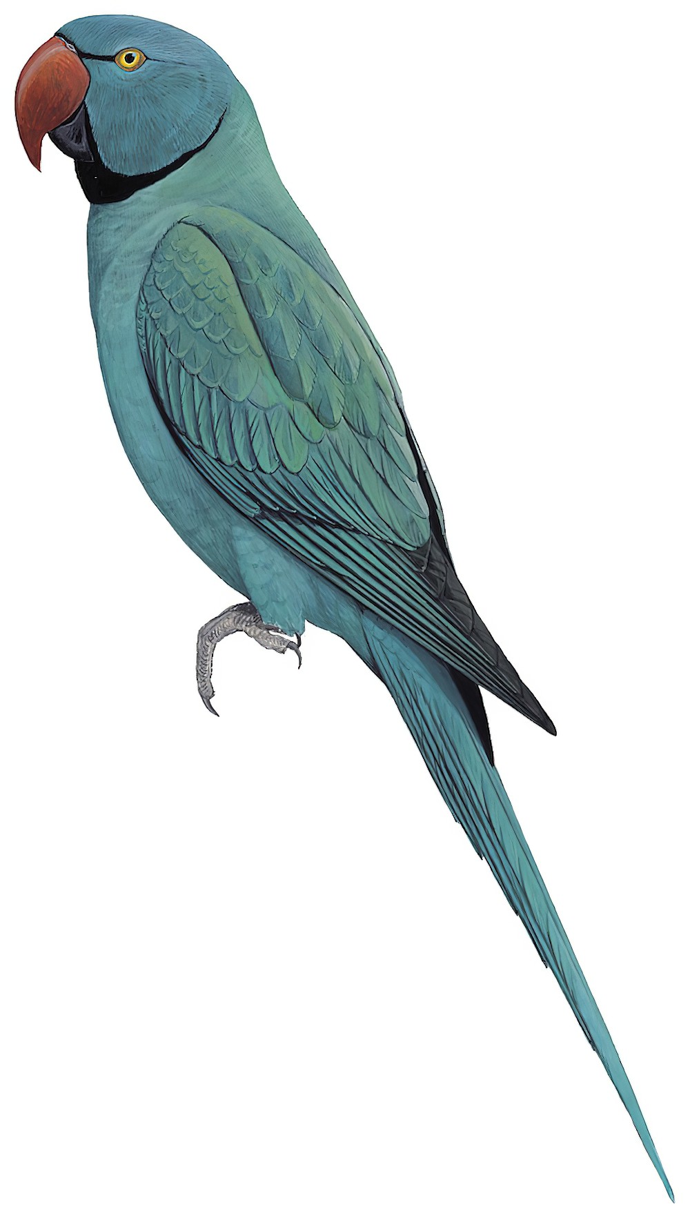 Newton\'s Parakeet / Psittacula exsul