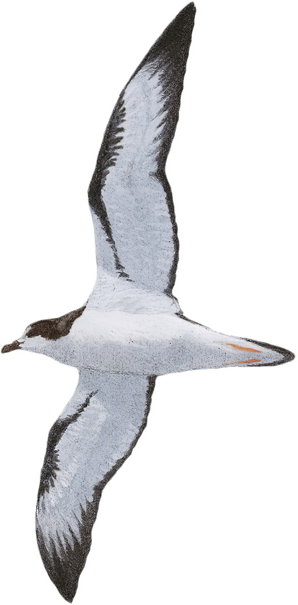 Hawaiian Petrel / Pterodroma sandwichensis