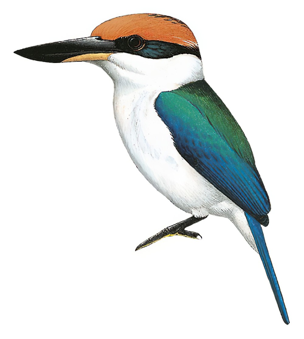 Pohnpei Kingfisher / Todiramphus reichenbachii
