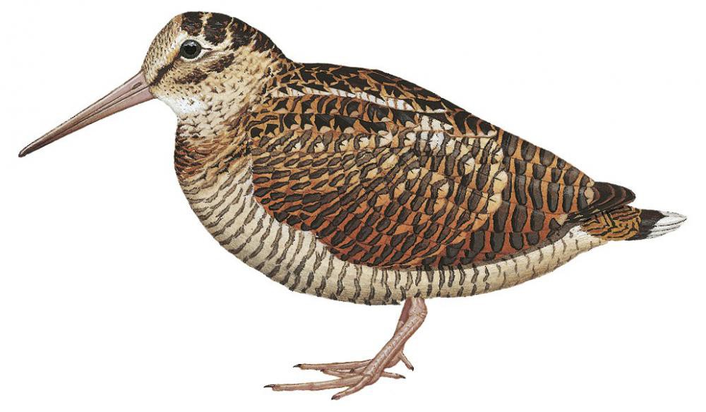 Eurasian Woodcock / Scolopax rusticola