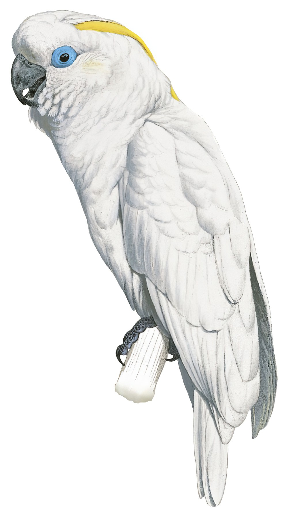 Blue-eyed Cockatoo / Cacatua ophthalmica